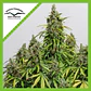 Promocion 2X1 Mazar Auto X3-Dutch Passion - Miniatura 2