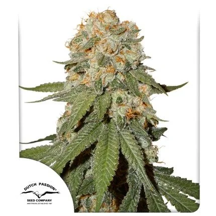 Orange Bud Auto X3 2X1 -Dutch Passion 1