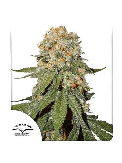 Orange Bud Auto X3 2X1 -Dutch Passion 1