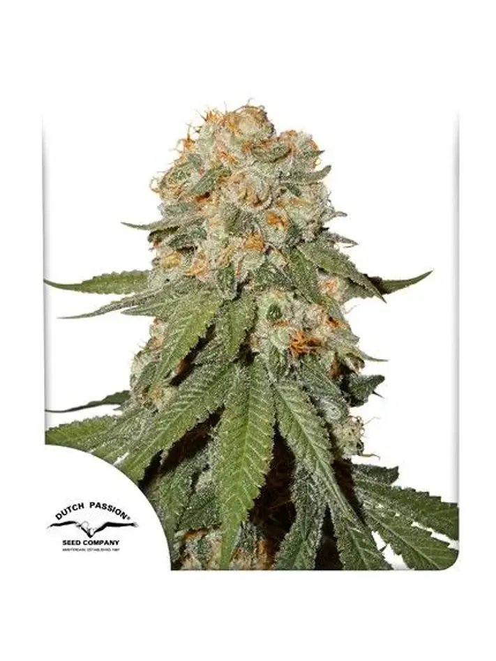 Orange Bud Auto X3 2X1 -Dutch Passion 1