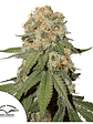 ORANGE BUD AUTO X3 2X1 -DUTCH PASSION - Miniatura 1