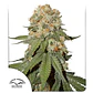 Orange Bud Auto X3 2X1 -Dutch Passion - Miniatura 1