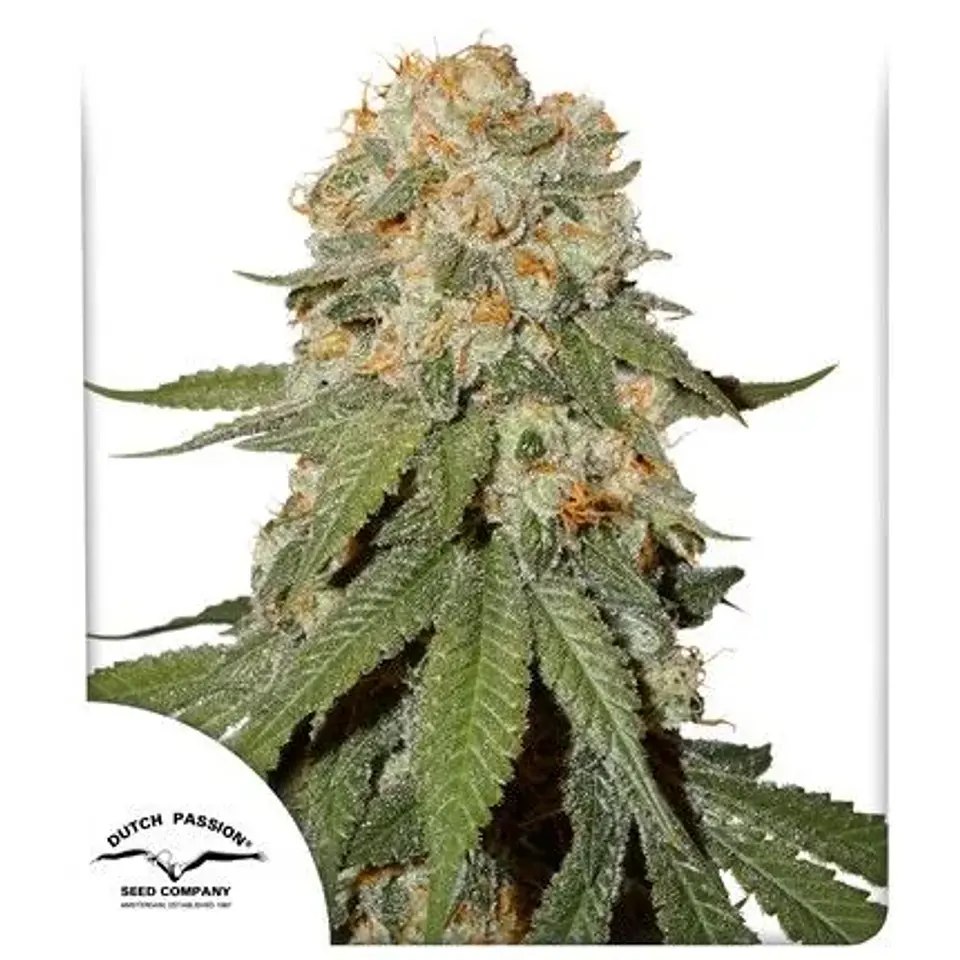 Orange Bud Auto X3 2X1 -Dutch Passion 1