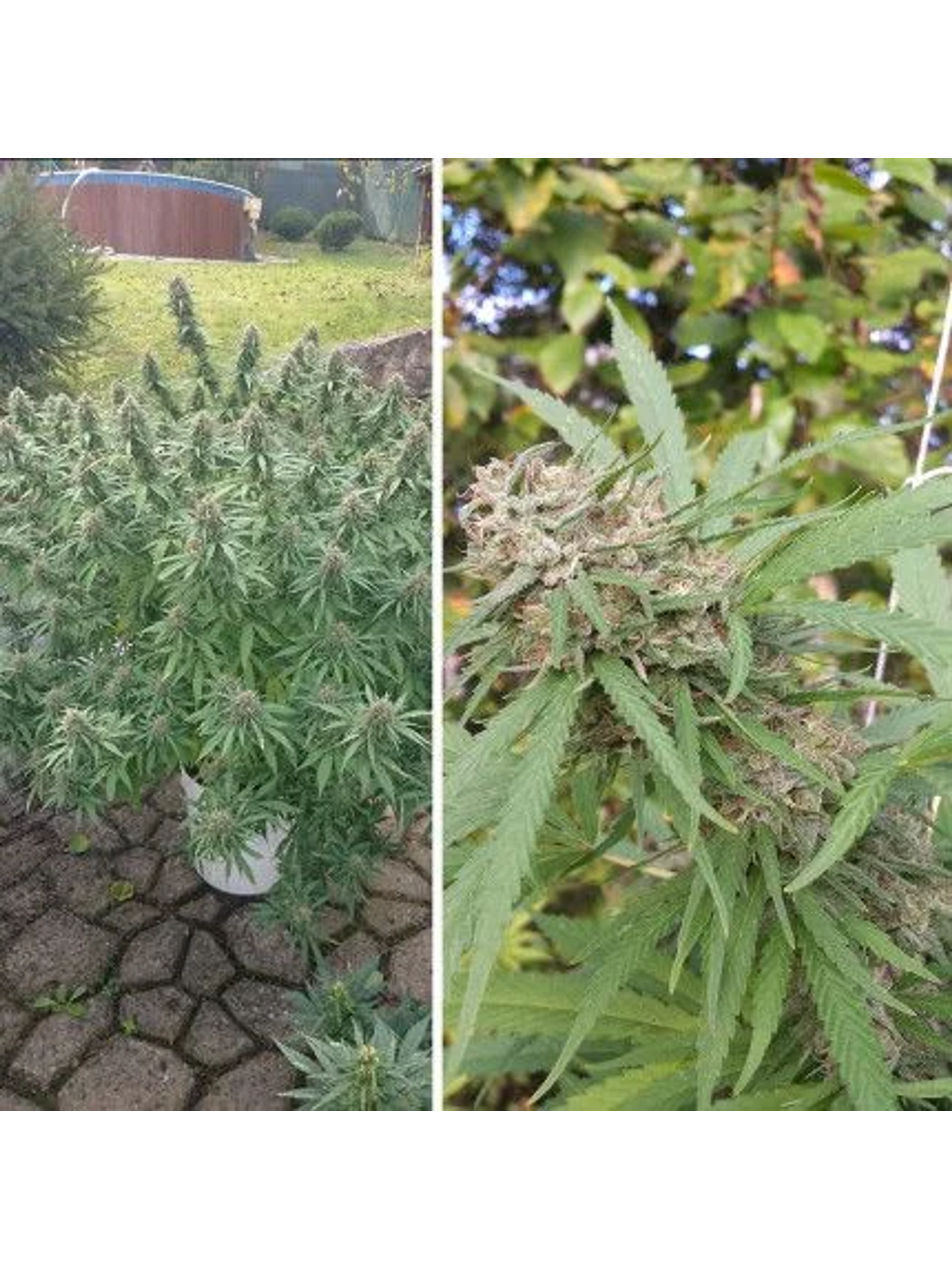 Orange Bud Auto X3 2X1 -Dutch Passion 2