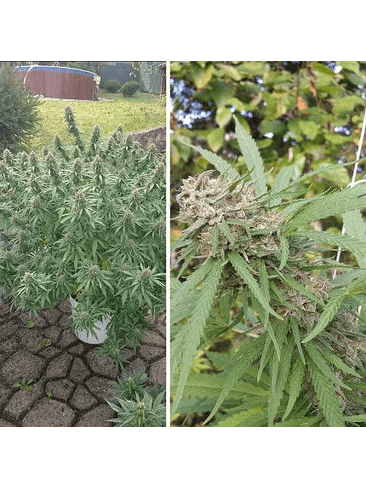 ORANGE BUD AUTO X3 2X1 -DUTCH PASSION 2