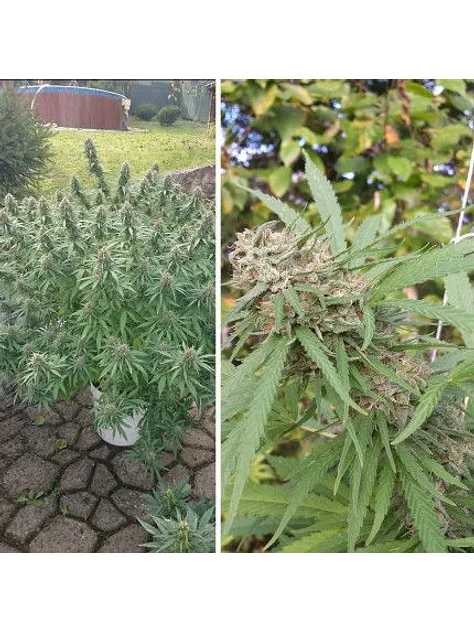Orange Bud Auto X3 2X1 -Dutch Passion 2