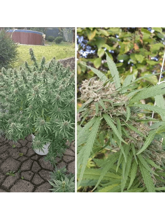 ORANGE BUD AUTO X3 2X1 -DUTCH PASSION 2