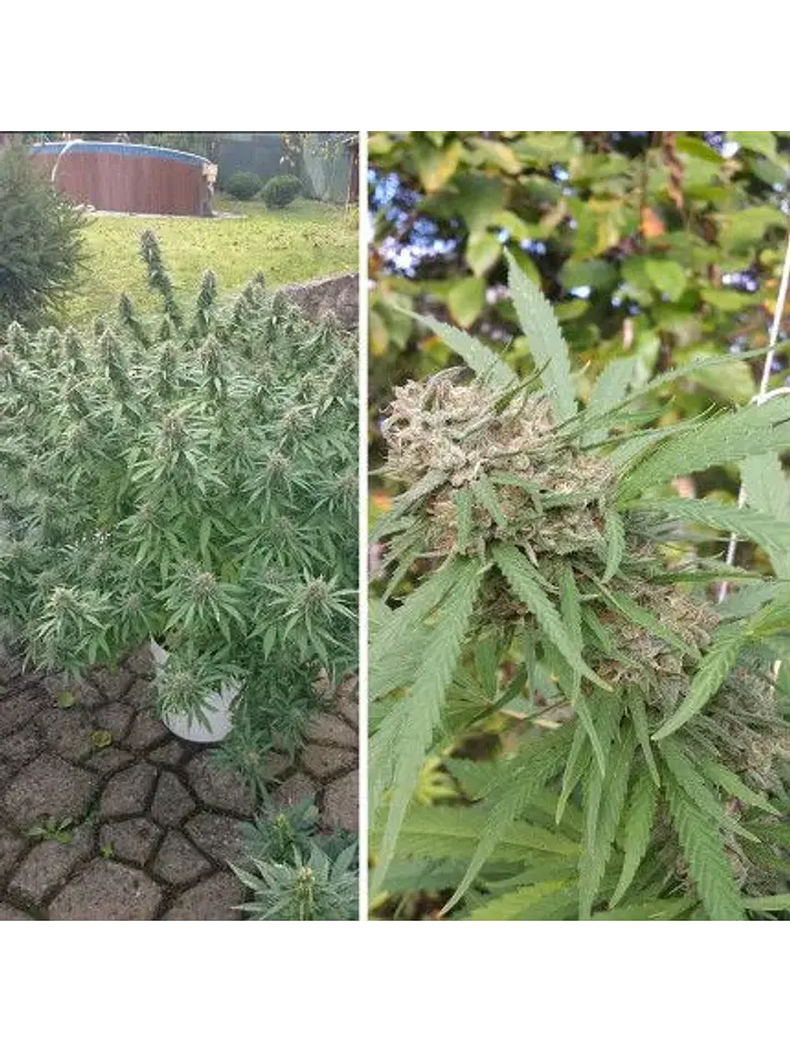 Orange Bud Auto X3 2X1 -Dutch Passion 2