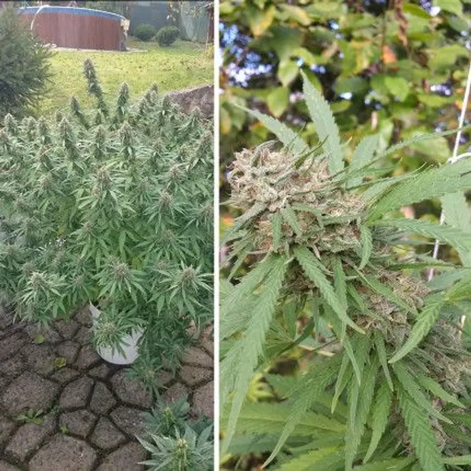 Orange Bud Auto X3 2X1 -Dutch Passion 2