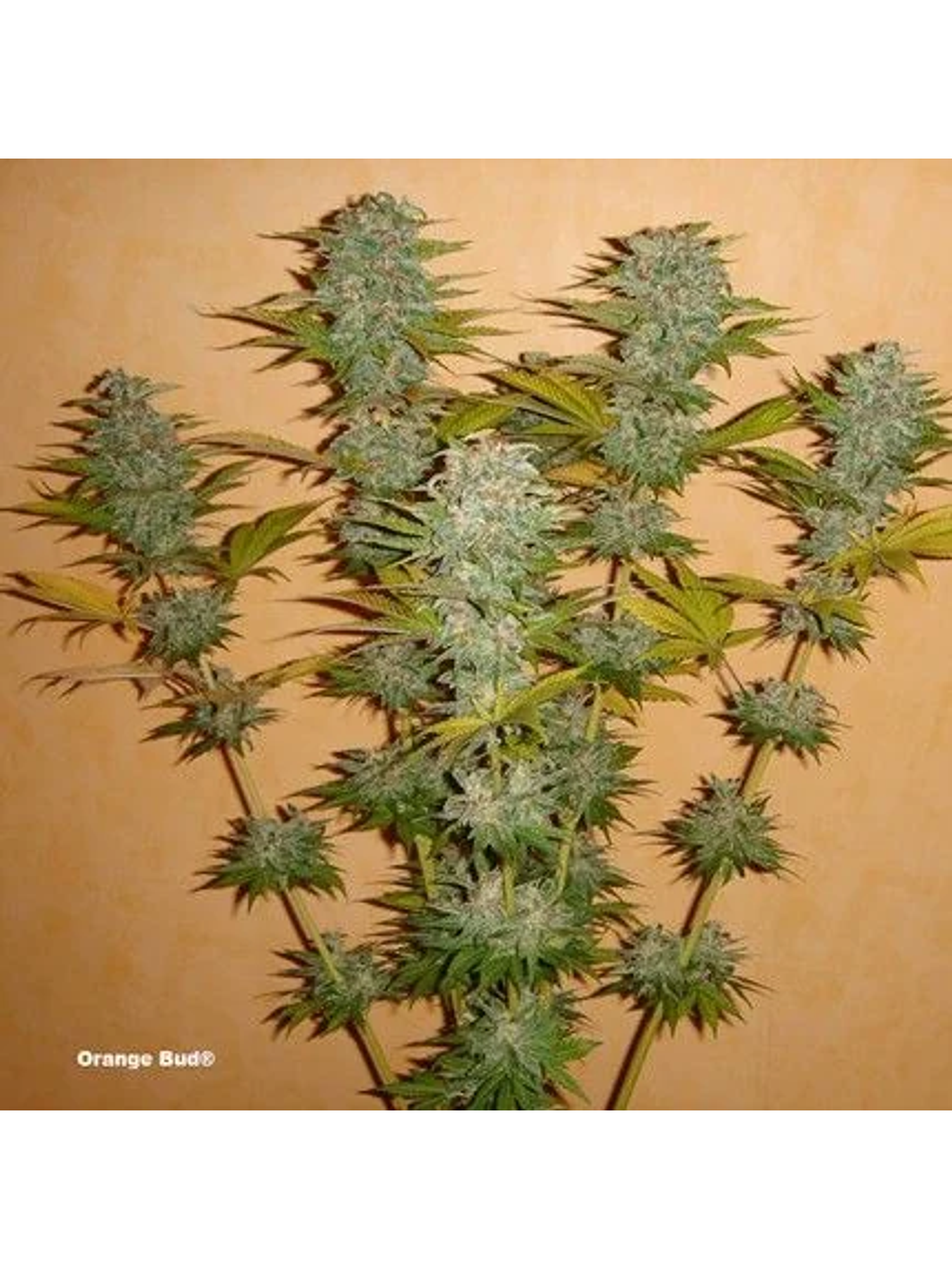 Orange Bud Auto X3 2X1 -Dutch Passion 3