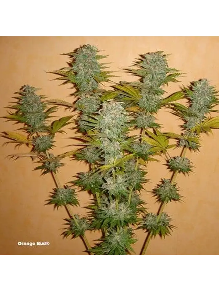 Orange Bud Auto X3 2X1 -Dutch Passion 3