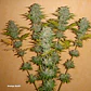 Orange Bud Auto X3 2X1 -Dutch Passion - Miniatura 3
