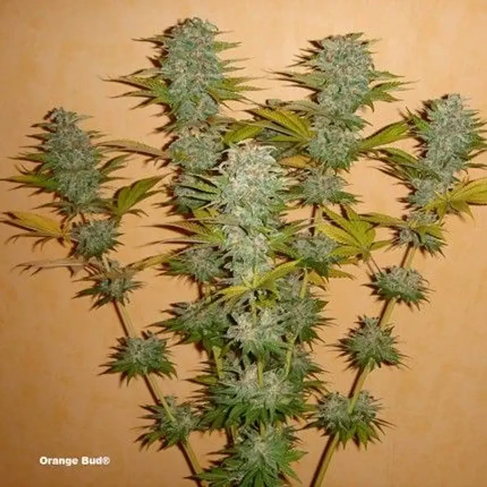 Orange Bud Auto X3 2X1 -Dutch Passion 3