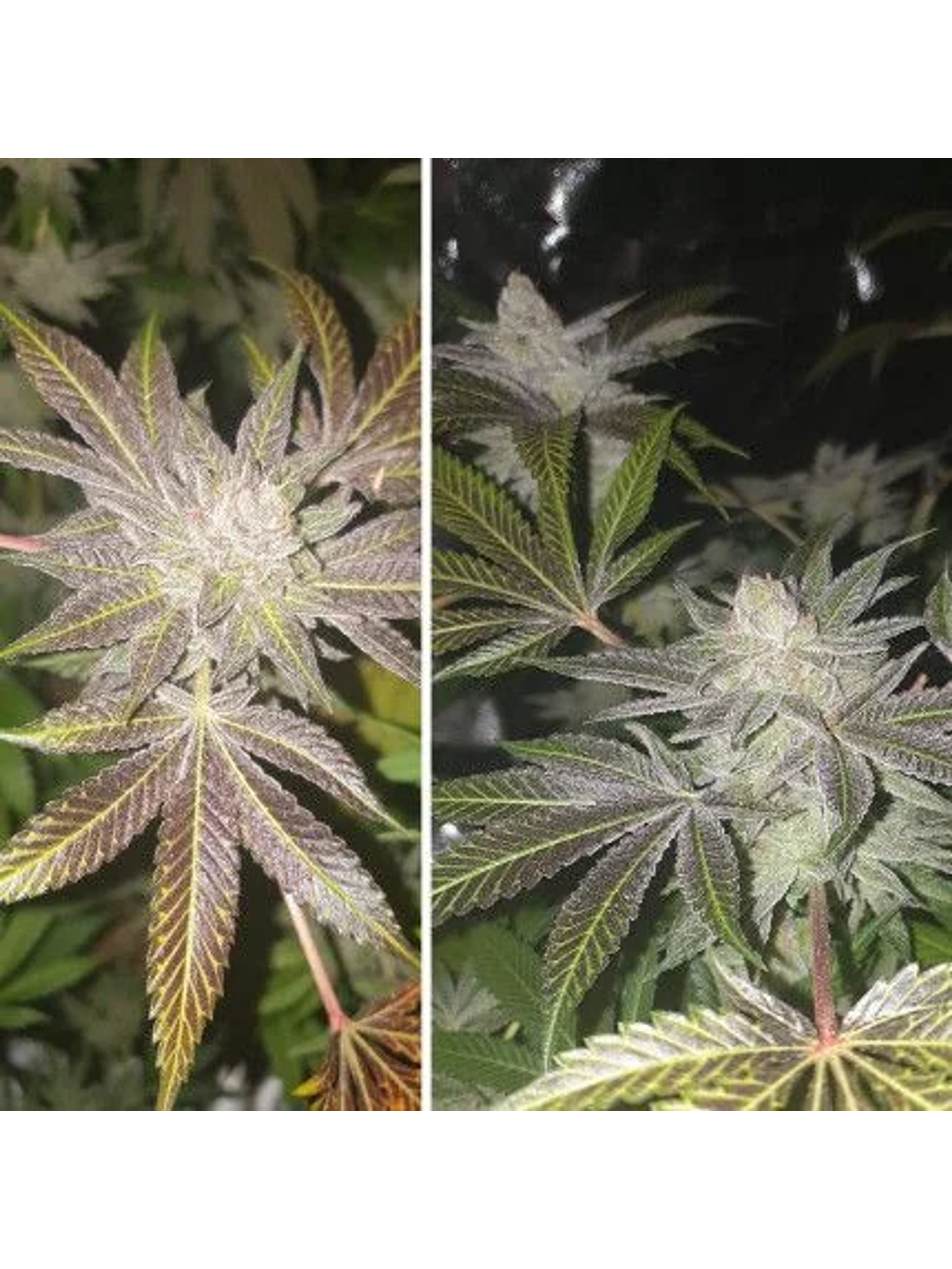 Orange Bud Auto X3 2X1 -Dutch Passion 4