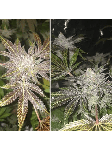 ORANGE BUD AUTO X3 2X1 -DUTCH PASSION 4