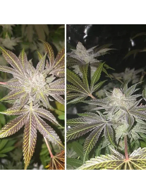 Orange Bud Auto X3 2X1 -Dutch Passion 4