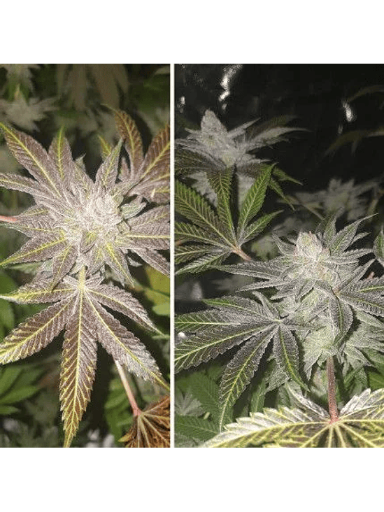 ORANGE BUD AUTO X3 2X1 -DUTCH PASSION 4