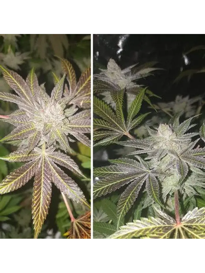 Orange Bud Auto X3 2X1 -Dutch Passion 4