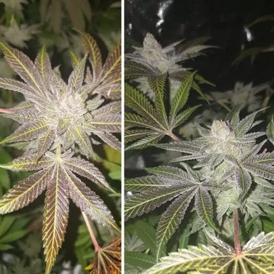 Orange Bud Auto X3 2X1 -Dutch Passion 4
