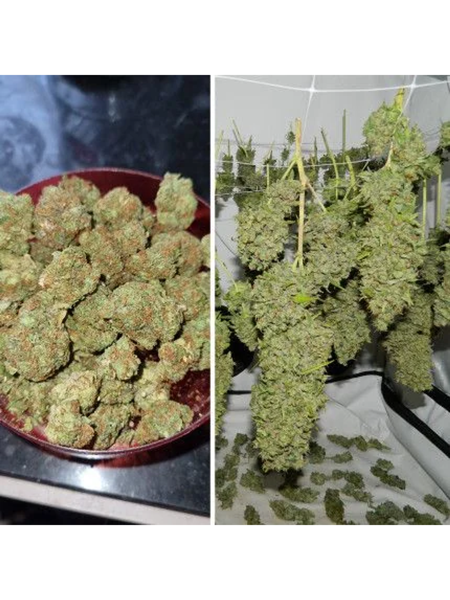 Orange Bud Auto X3 2X1 -Dutch Passion 5