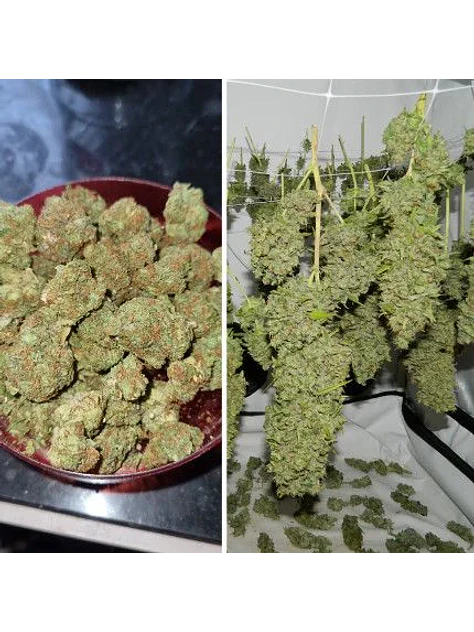 Orange Bud Auto X3 2X1 -Dutch Passion 5
