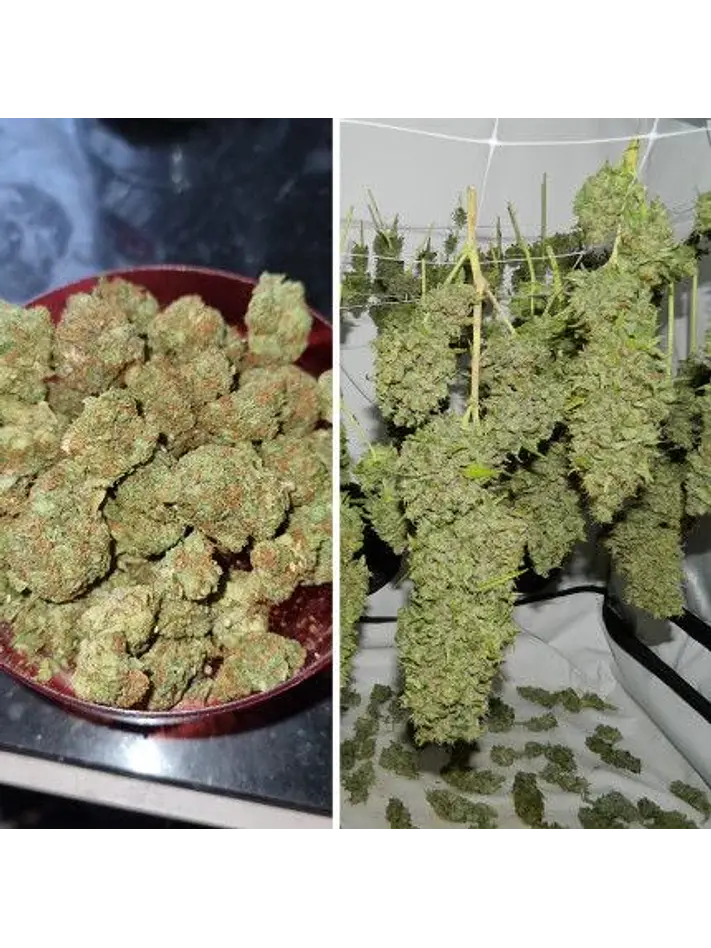 Orange Bud Auto X3 2X1 -Dutch Passion 5