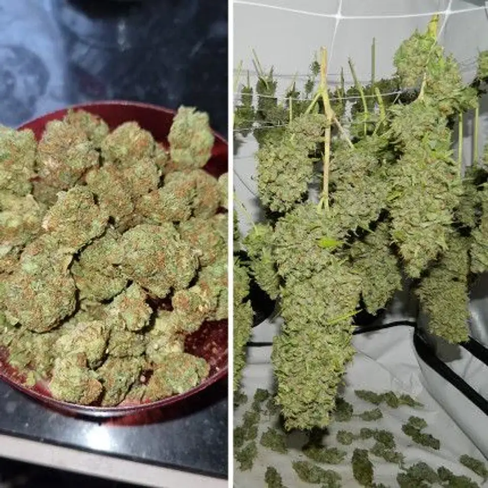 Orange Bud Auto X3 2X1 -Dutch Passion 5