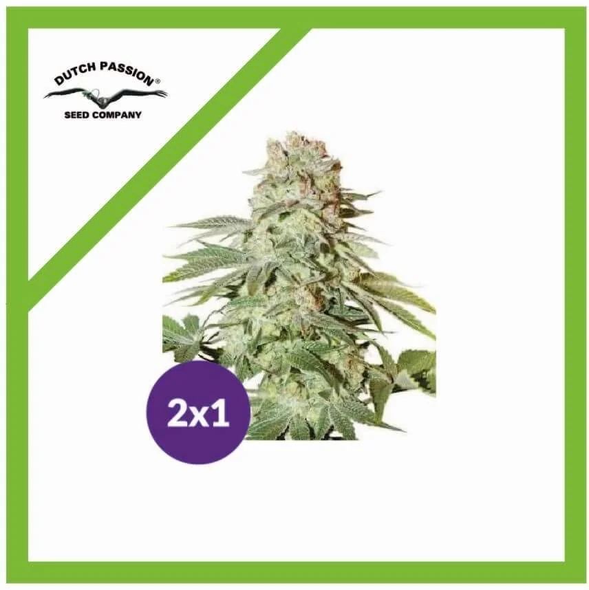 Promoción 2X1 Power Plant Auto X3-Dutch Passion 1