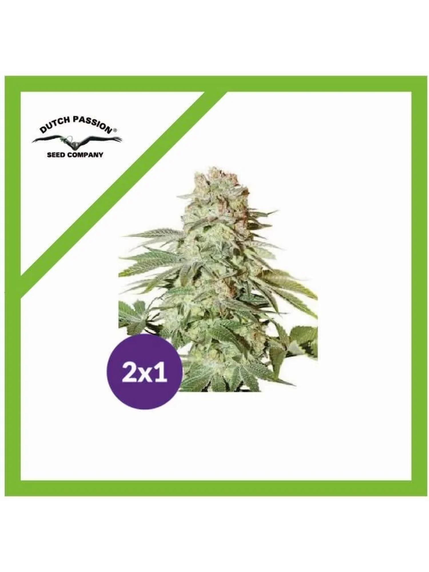 Promoción 2X1 Power Plant Auto X3-Dutch Passion 1