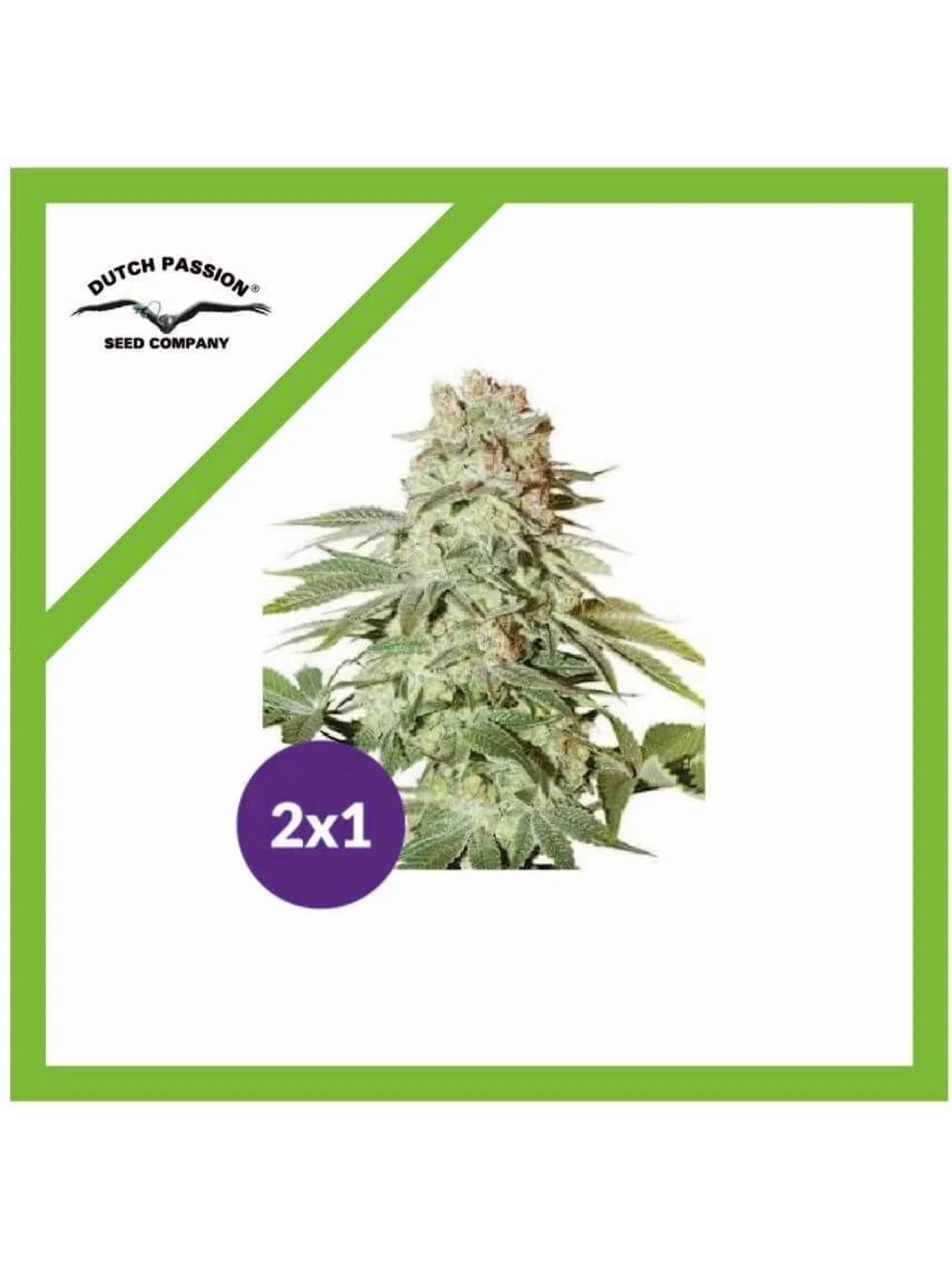 Promoción 2X1 Power Plant Auto X3-Dutch Passion 1