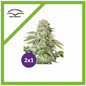 Promoción 2X1 Power Plant Auto X3-Dutch Passion