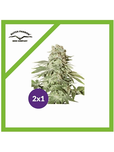 PROMOCIÓN 2X1 POWER PLANT AUTO X3-DUTCH PASSION 1