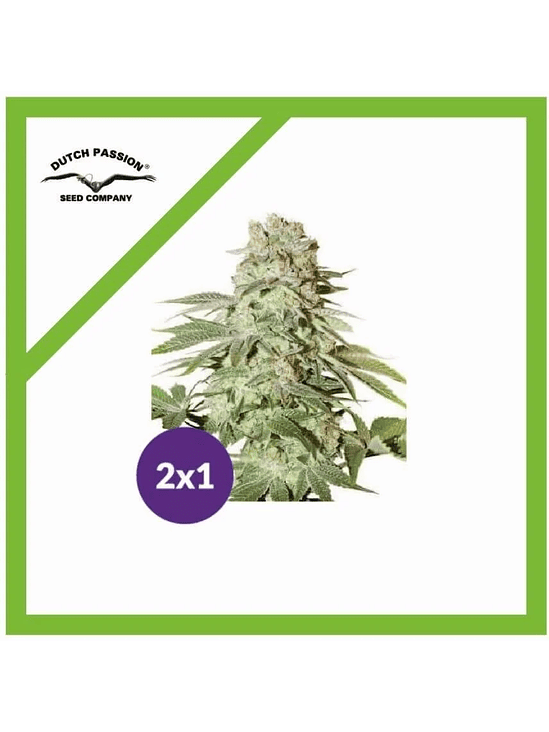 PROMOCIÓN 2X1 POWER PLANT AUTO X3-DUTCH PASSION 1