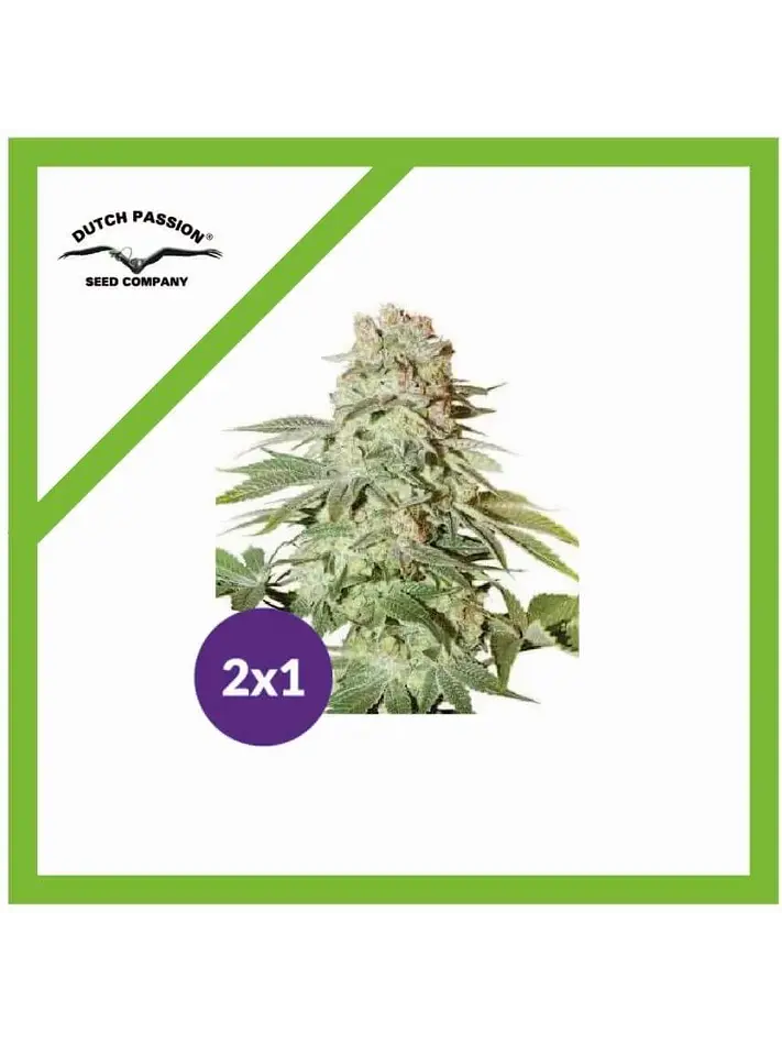 Promoción 2X1 Power Plant Auto X3-Dutch Passion 1