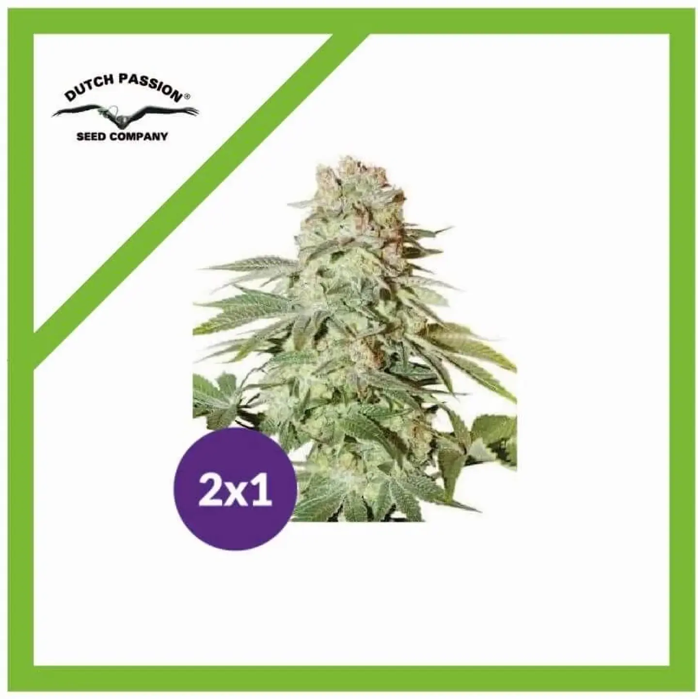 Promoción 2X1 Power Plant Auto X3-Dutch Passion 1