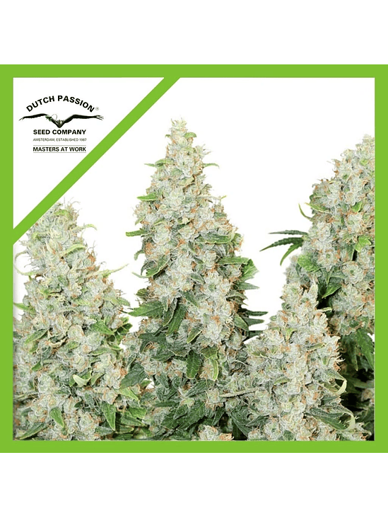 PROMOCION DUTCH PASSION 2X1 THINK DIFFERENT AUTO X3 1