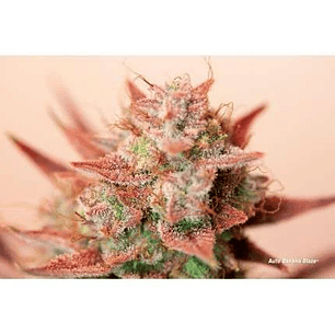 BANANA BLAZE AUTO X7-DUTCH PASSION