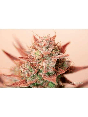 BANANA BLAZE AUTO X7-DUTCH PASSION 2