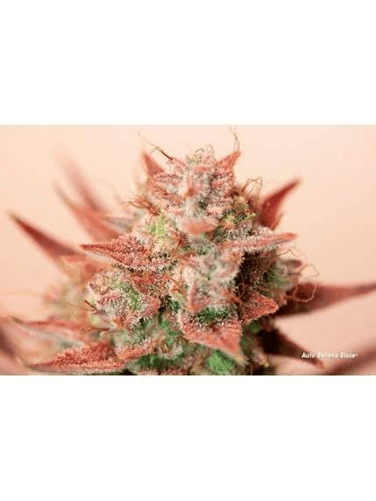 BANANA BLAZE AUTO X7-DUTCH PASSION 2