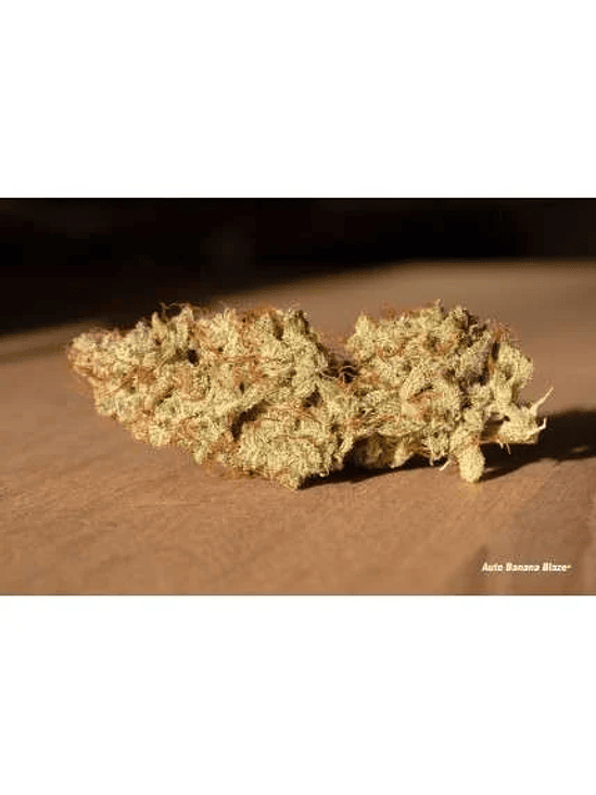 BANANA BLAZE AUTO X7-DUTCH PASSION 3