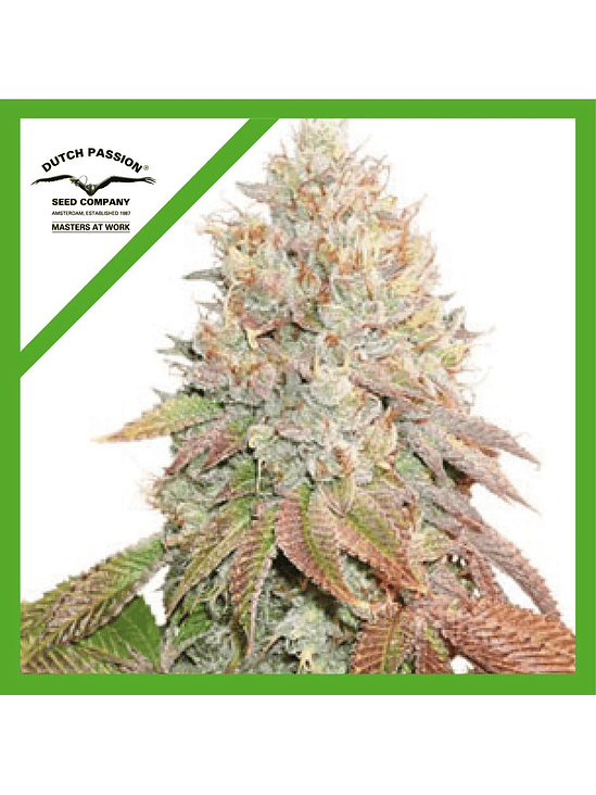 BANANA BLAZE AUTO X7-DUTCH PASSION 1