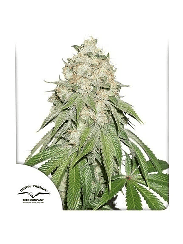 BANANA BLAZE FEM X25-DUTCH PASSION 1