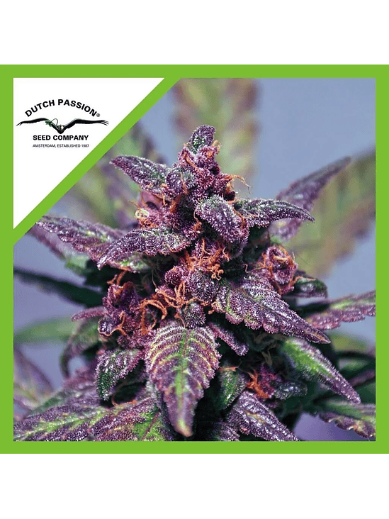 BLACKBERRY KUSH  AUTO X3-DUTCH PASSION 1