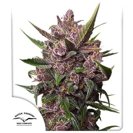 Blackberry Kush Auto -Dutch Passion (X25/X7/X3+1) 4