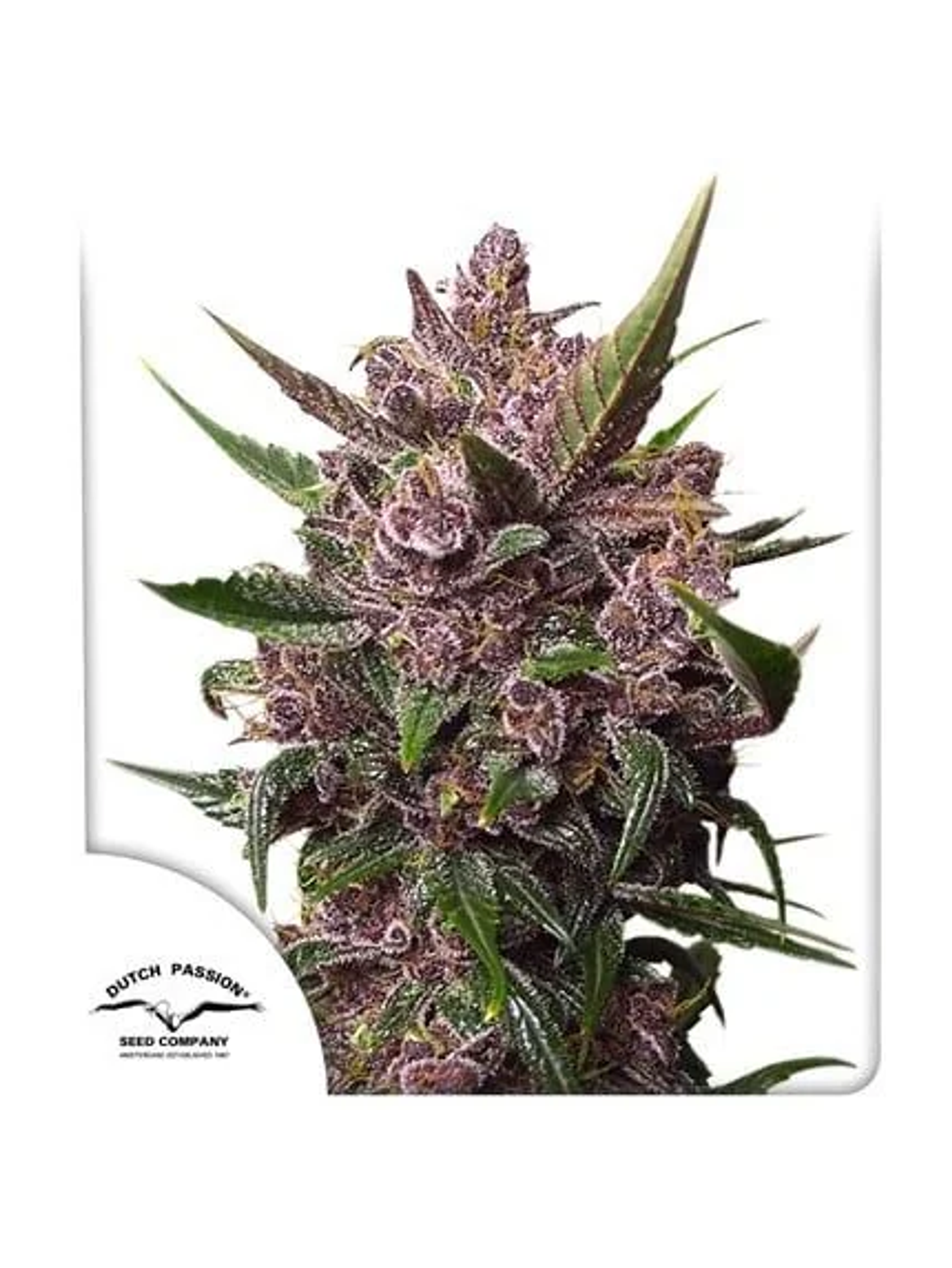 Blackberry Kush Auto -Dutch Passion (X25/X7/X3+1) 2