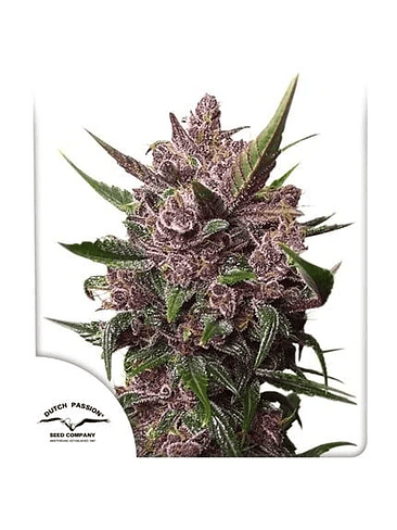 BLACKBERRY KUSH AUTO X25-DUTCH PASSION 1