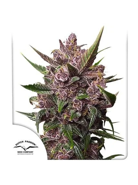 Blackberry Kush Auto -Dutch Passion (X25/X7/X3+1) 4