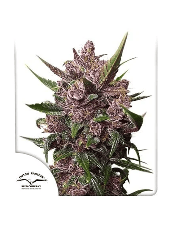 BLACKBERRY KUSH AUTO X25-DUTCH PASSION 1