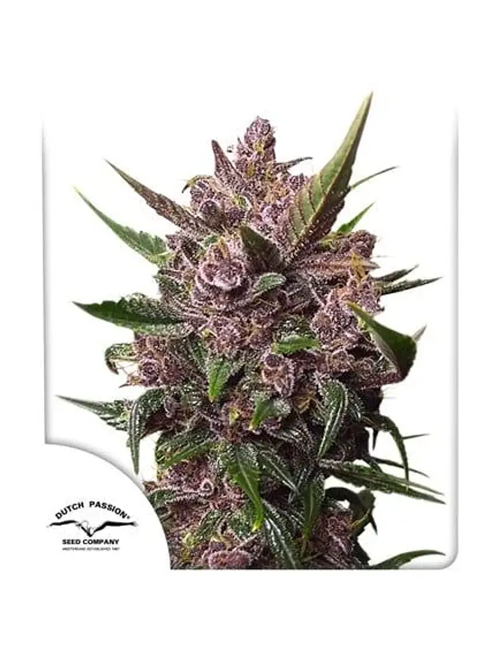 Blackberry Kush Auto -Dutch Passion (X25/X7/X3+1) 4