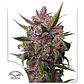 Blackberry Kush Auto -Dutch Passion (X25/X7/X3+1) - Miniatura 4